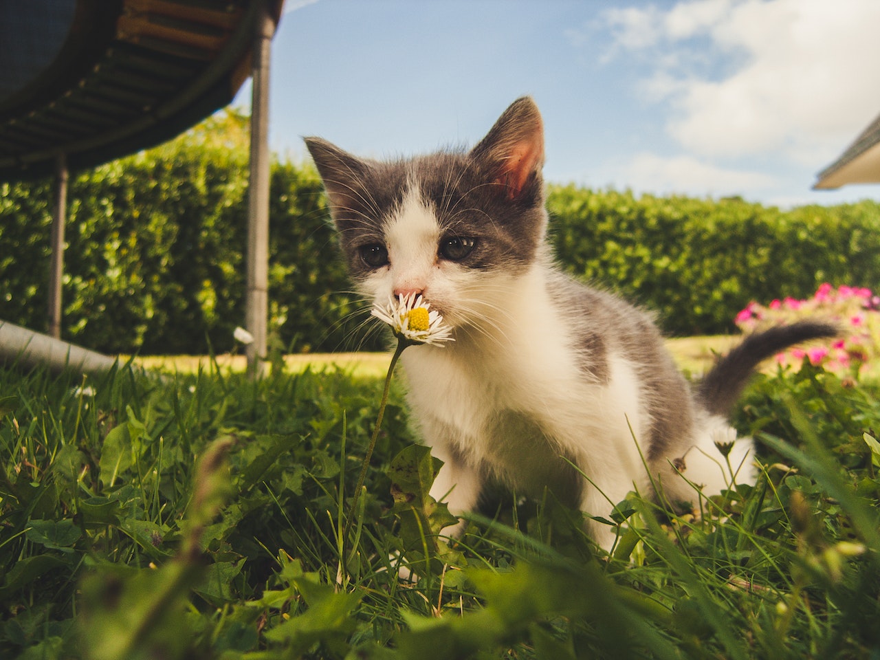 Katten in tuin houden