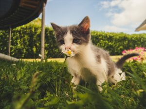 katten uit de tuin houden