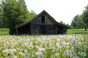 eetbare planten